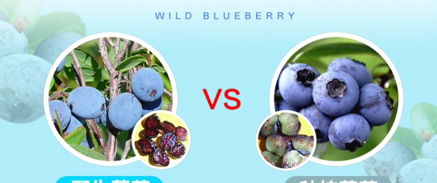 蓝莓酱无添加树莓蔓越莓沙棘果酱