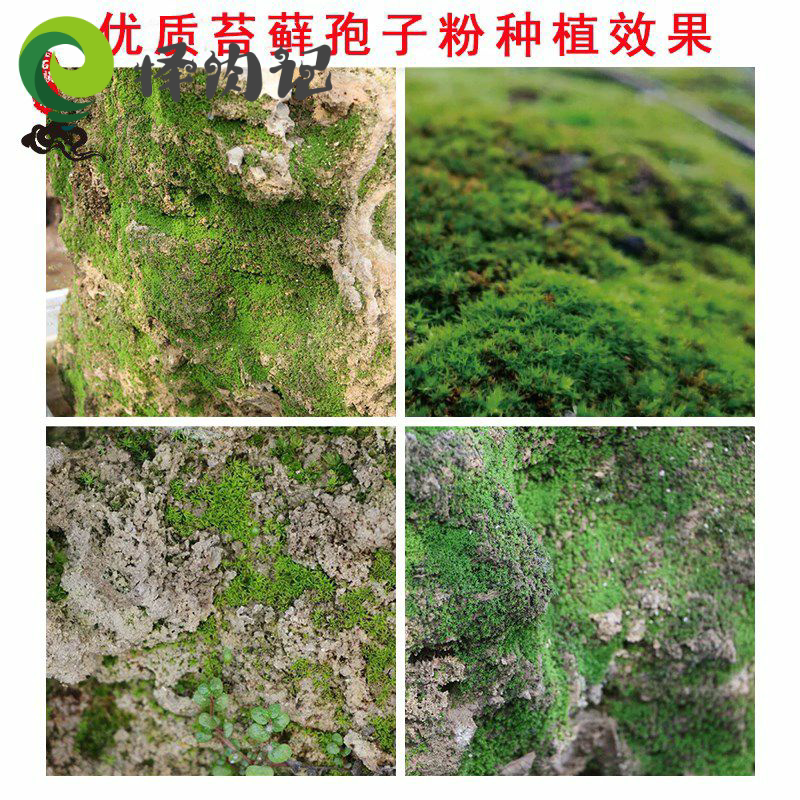 Shangshui stone rockery grass seed water-absorbing stone strange stone moss plant seed fish tank exotic flowers and grass green spores