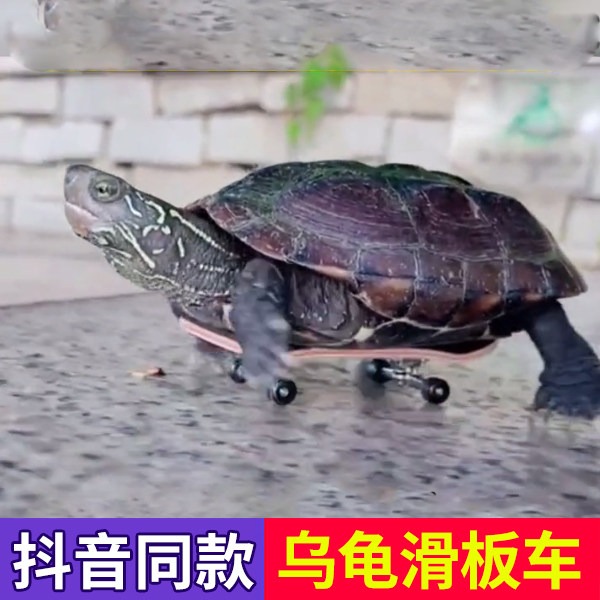 Turtle Small Scooter Finger Fingertip Mini Toy Parrot Skateboard Model Pendant Shake the same net red pet