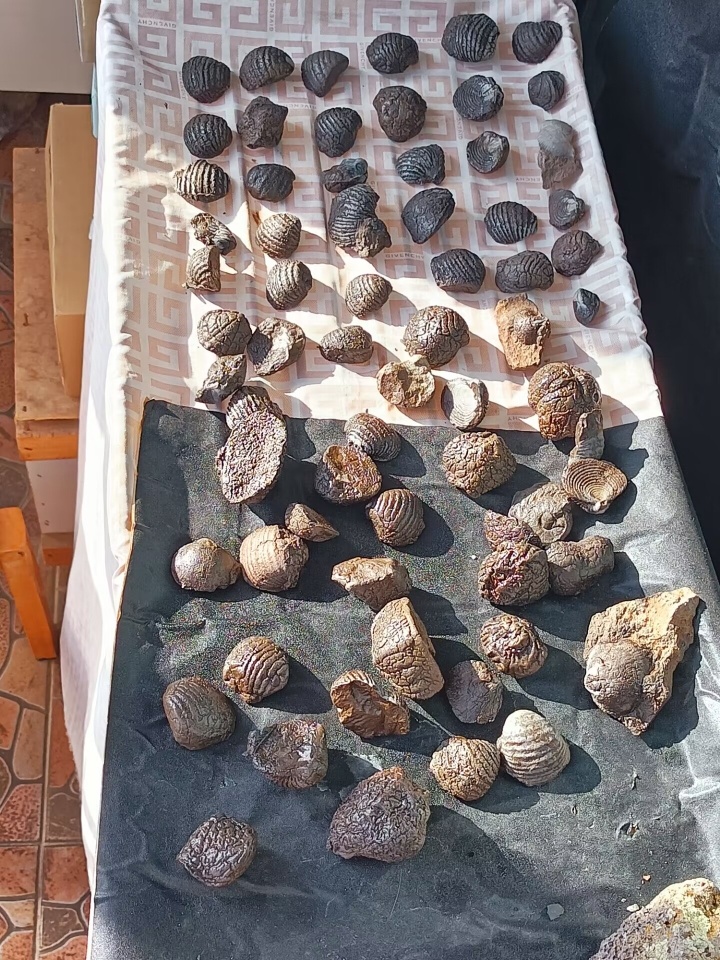 Set of Shan Good Variety Biological Clay Stone Fossil Rare Fossil Variety Collection Natural Raw Stone Special Price Sale-Taobao