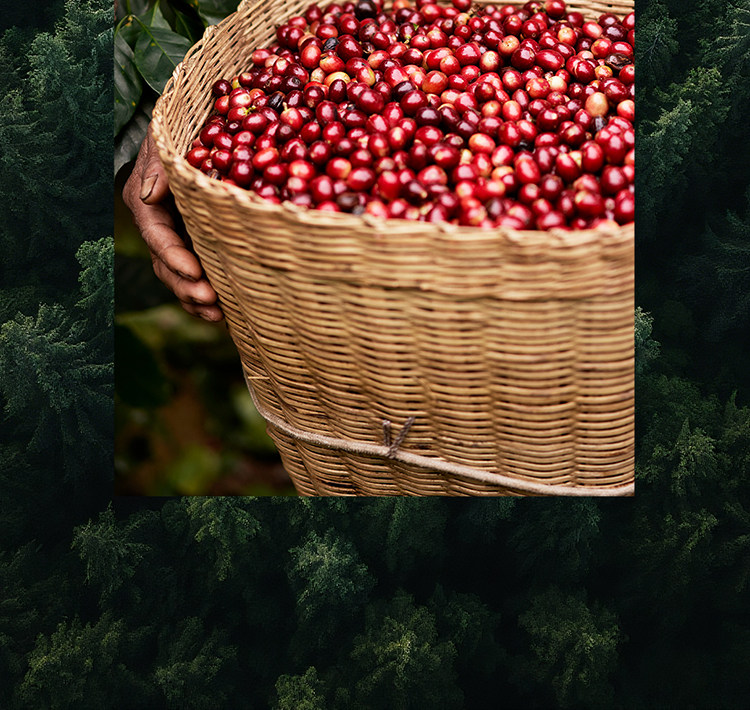 【中国直邮】 瑞幸咖啡 【新品】精品速溶冻干粉冰美式纯黑咖啡粉加量装 01-06混合装 18颗