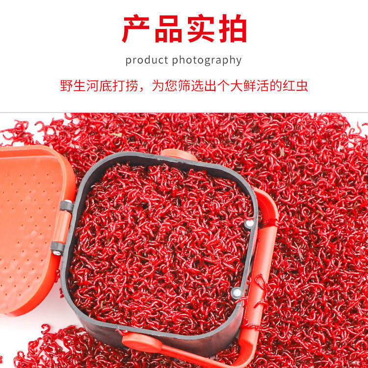 Red Worm Fish Food Live Bait Male Worm Living Cog Fishing Bait Crucian Carp Bait Live Special