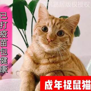 Chinese Pastoral Cat Sanhua Youth Homework