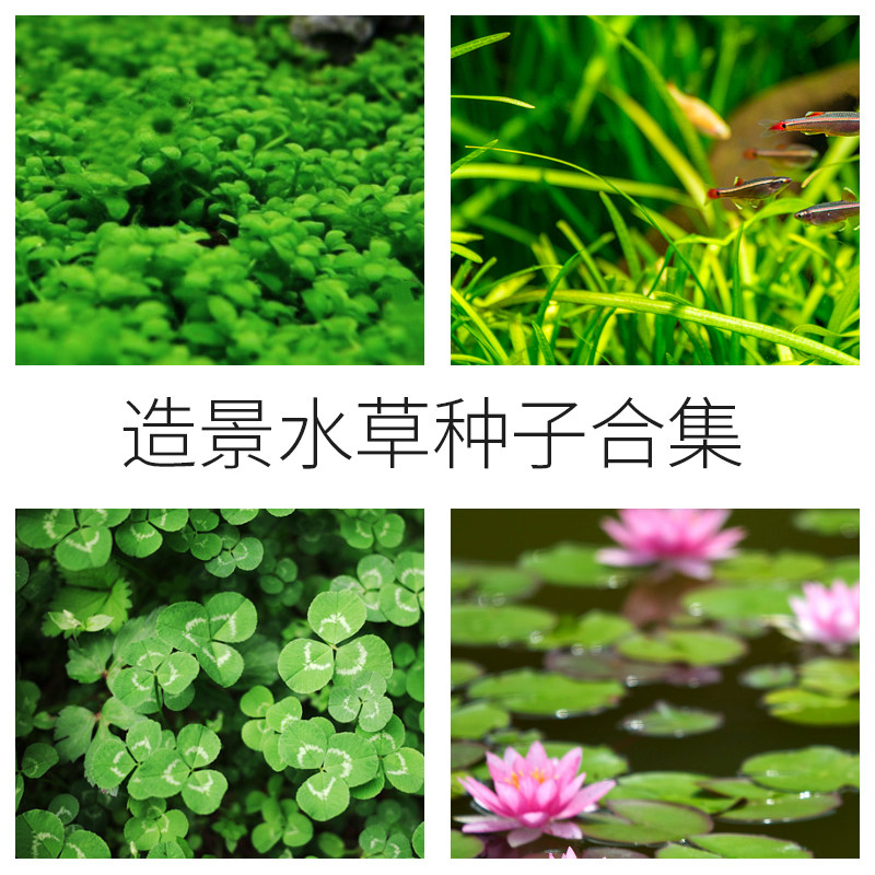 Cool climbing fish tank aquatic plant seeds aquarium grass tank landscaping lazy people real aquatic plant seeds to leaf cattle hair aquatic plant