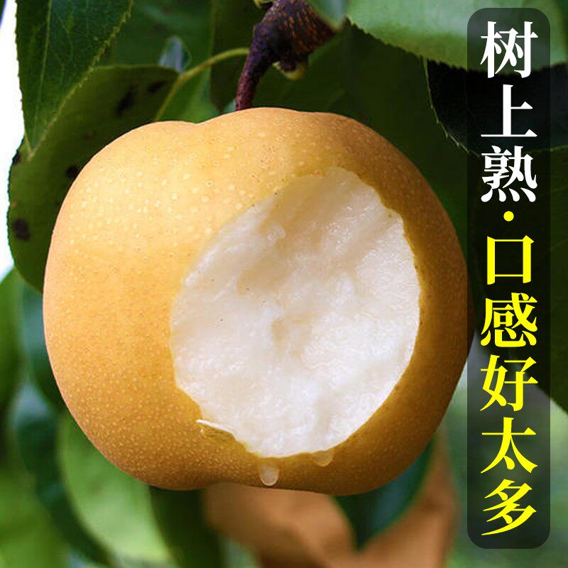 正宗山东秋月梨,10斤现摘现发,你吃过这么甜的梨吗?-梨-淘宝好物网