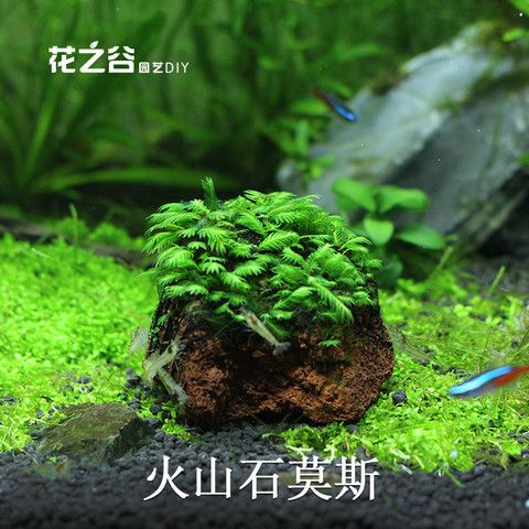 Aquarium Shrimp Tank Grass Tank Planting Volcanic Stone Moss Moss Landscaping Phoenix Tail Moss Free Shipping Aquarium Shrimp Tank Grass Tank Planting Volcanic Stone Moss Moss Landscaping Phoenix Tail Moss Free Shipping