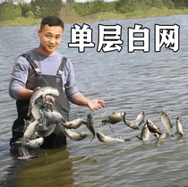 Imported white silk single-layer fish net sticky net hanging white carp horse mouth Sardin fishing net sunken net floating net fishing artifact