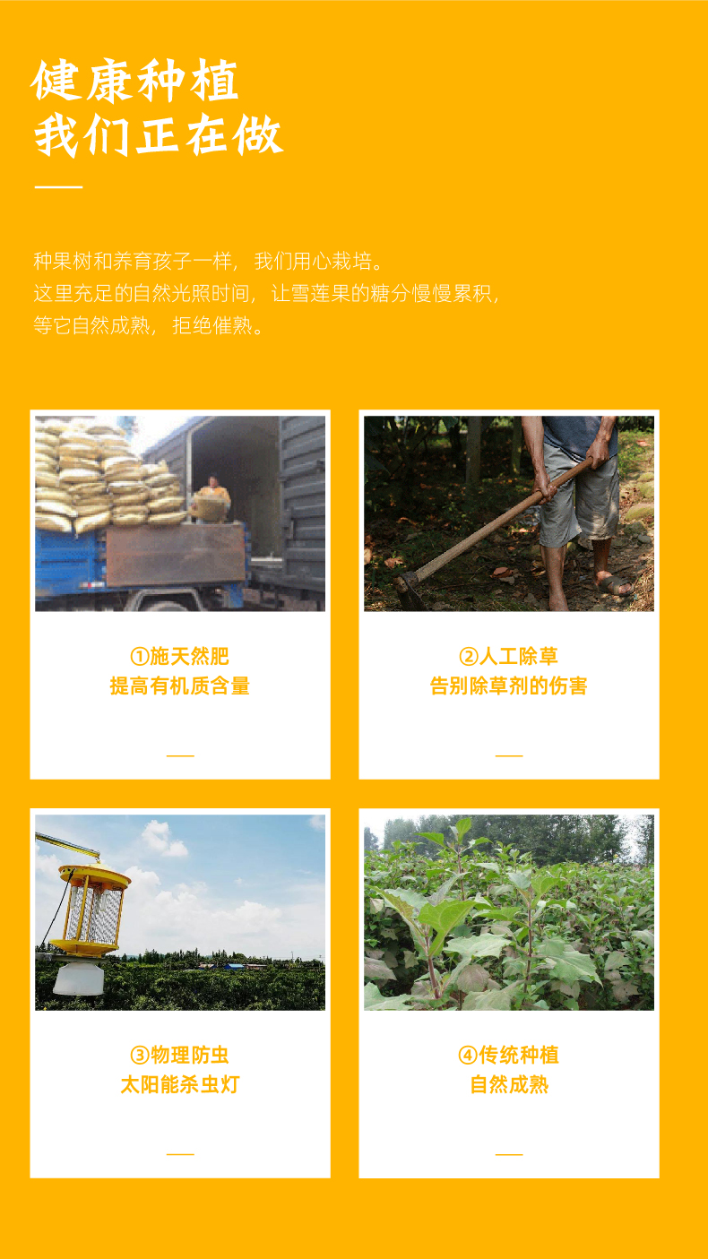 百果园 云南天山雪莲果  5斤 单果200g+ 图4