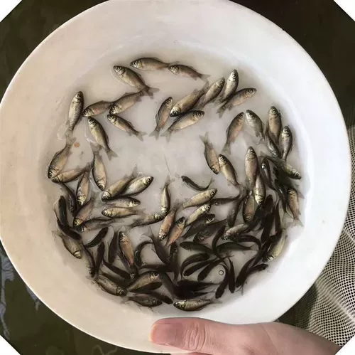 Саженцы для сома большая рыба саженцы маленькие сомы свежие живые саженцы сома Арована Специальная живая рыба Специальная живая рыба