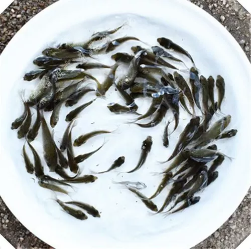 Саженцы для сома большая рыба саженцы маленькие сомы свежие живые саженцы сома Арована Специальная живая рыба Специальная живая рыба