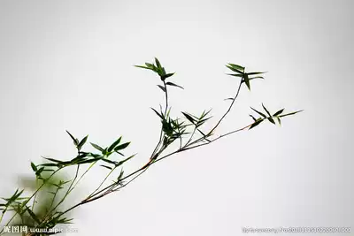 10pcs Green Shengyuan Jiuding Nine roasted Bamboo Salt Probiotics