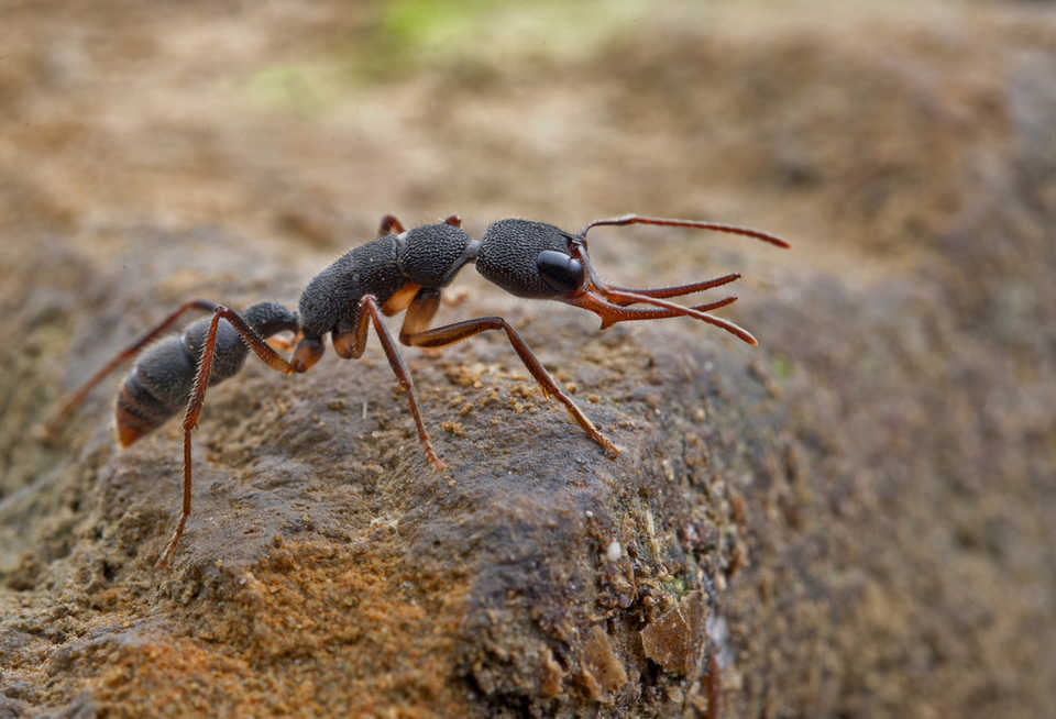 獵鐮猛蟻h Venator 寵物螞蟻活體螞蟻工坊體型巨大長相奇特