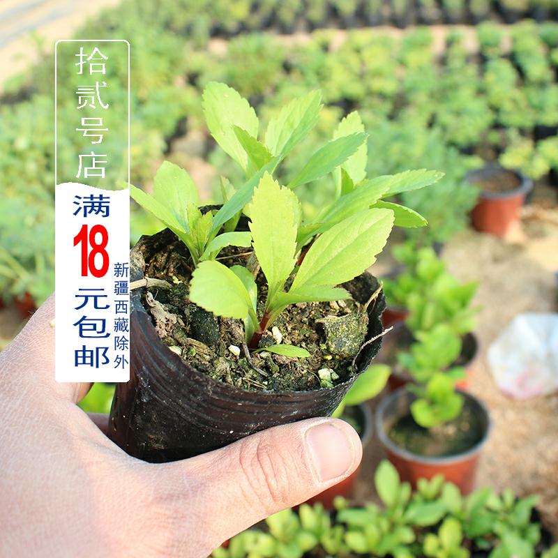 Champignon injury force grass/perrin seedling fragrant plant potted seedlings flower tea, scrambled dense eggs