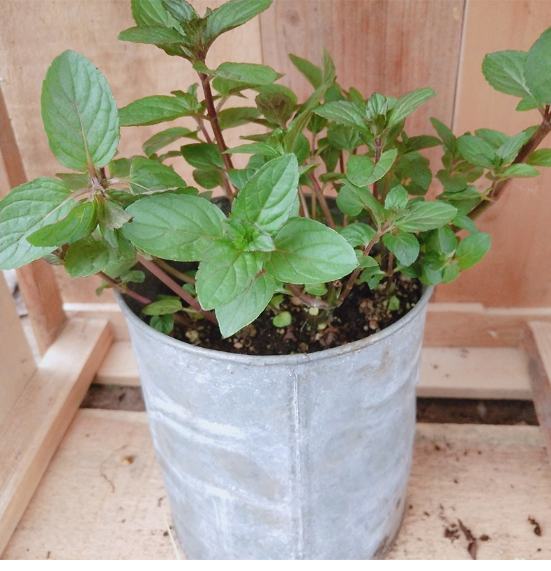 Candy mint edible mint vanilla seedling vanilla tea pot cooking ornamental potted mint green plant flowers