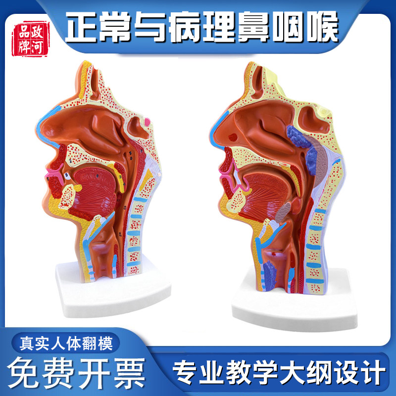 鼻腔放大模型人体器官解剖模型眼耳鼻子咽喉医院用五官科教学模型