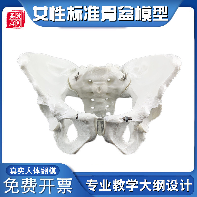 女性盆骨模型1：1标准自然大女性骨盆模型医院用分娩示范教学模型