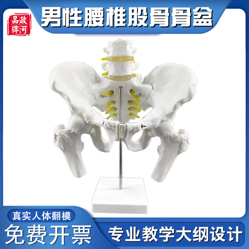 男性骨盆附二节腰椎股骨模型人体骨骼模型骨盆模型盆骨附腰椎模型