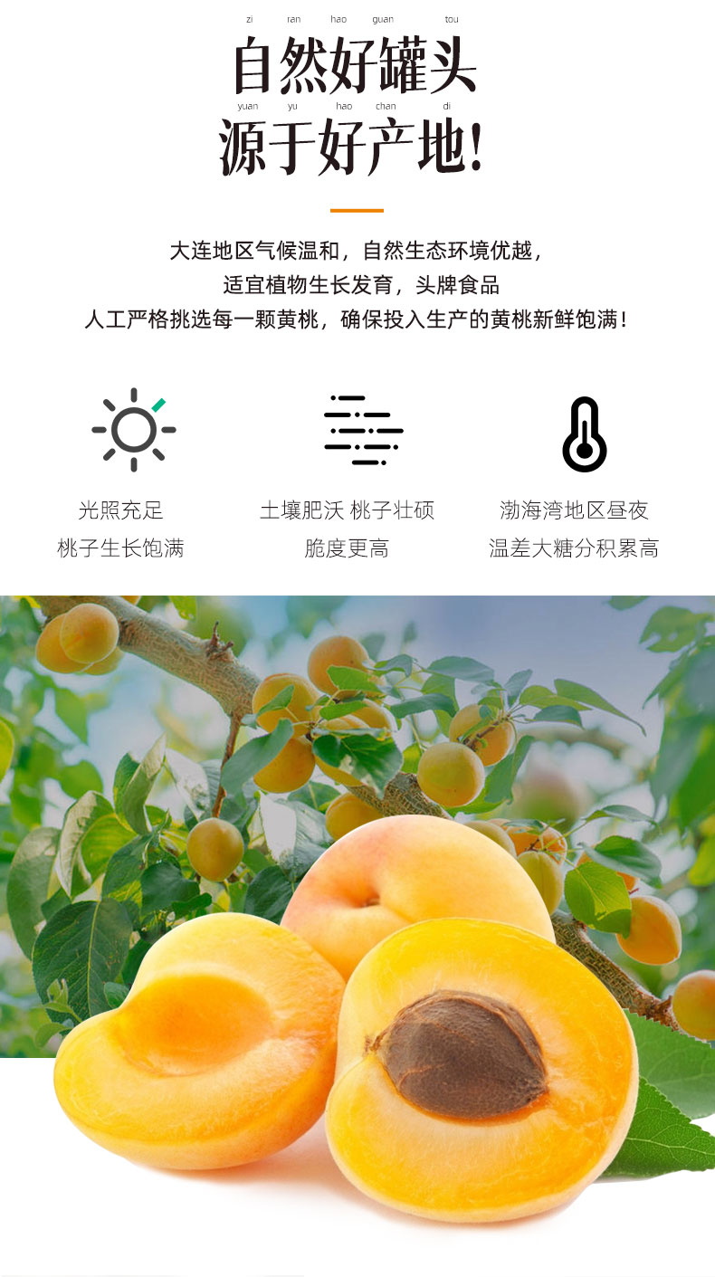 头牌 黄桃水果罐头 425克*6罐 图5