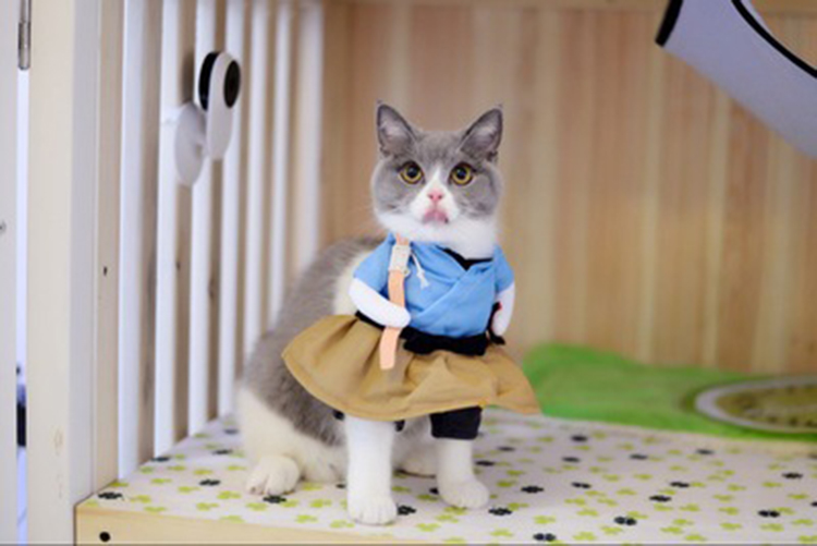 Lắc cùng kiểu Pu Tailang mèo con vui vẻ quần áo chó nhỏ quần áo chó cưng quần áo hai chân ngộ nghĩnh - Quần áo & phụ kiện thú cưng 	áo dành cho mèo con	