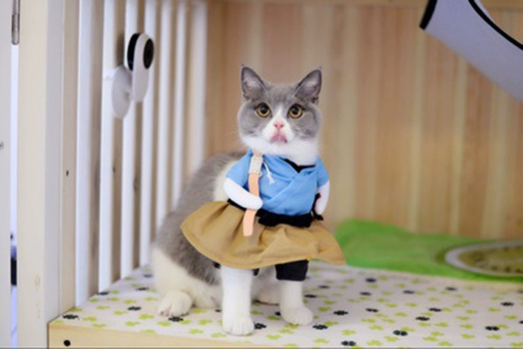 Lắc cùng kiểu Pu Tailang mèo con vui vẻ quần áo chó nhỏ quần áo chó cưng quần áo hai chân ngộ nghĩnh - Quần áo & phụ kiện thú cưng áo tết cho mèo	