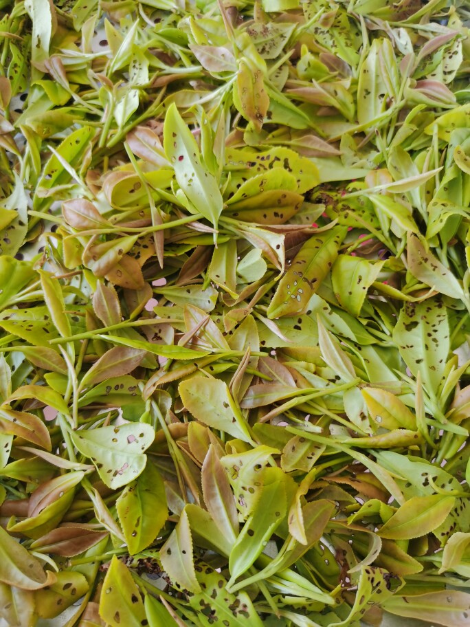 悦茗茶业