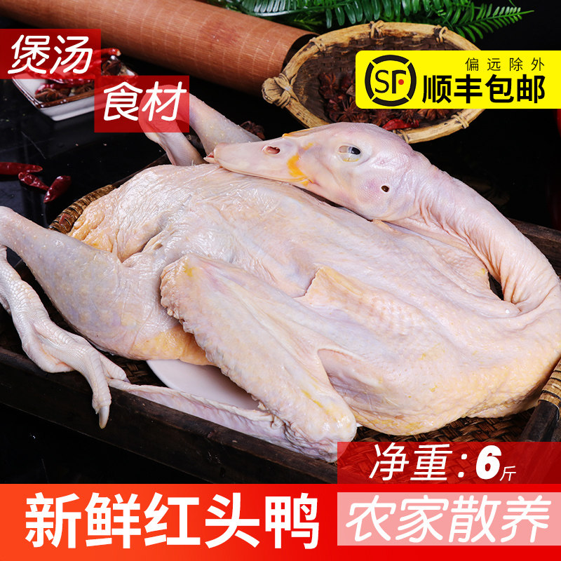 (Mountain fresh tune)Farm free-range red-headed duck Fan duck vine fresh old duck earth duck Fresh duck Water duck