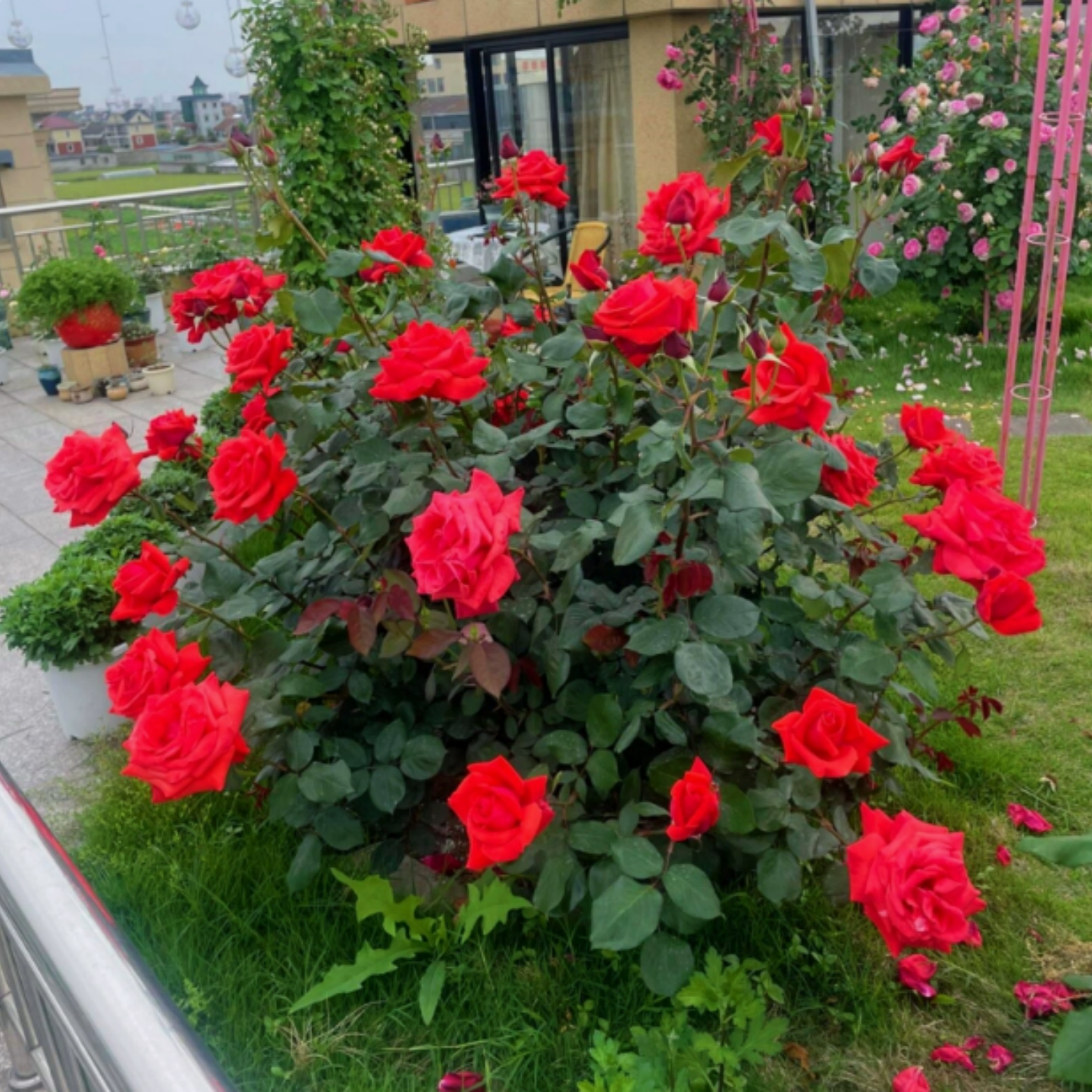 居家花卉