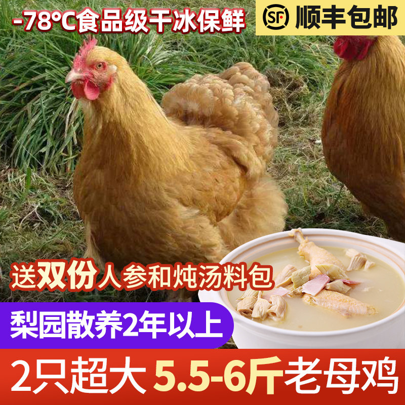 2 chicken farmers with 5 5 pounds of authentic turkey to feed fresh and killed chicken and cocky chicken