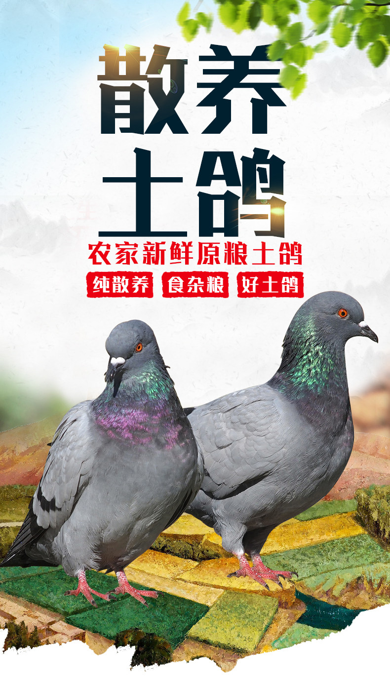 乡缘时空 农家散养乳鸽 350g*3只 生鲜现杀 图1