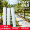 White mulch agricultural film plastic orchard greenhouse film