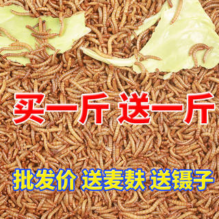 Mealworm live barley parrot starling turtle