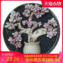 Ceramic fleshy flower pot Large diameter platter Branch trunk meat plant flower pot Gardening landscaping small ornaments