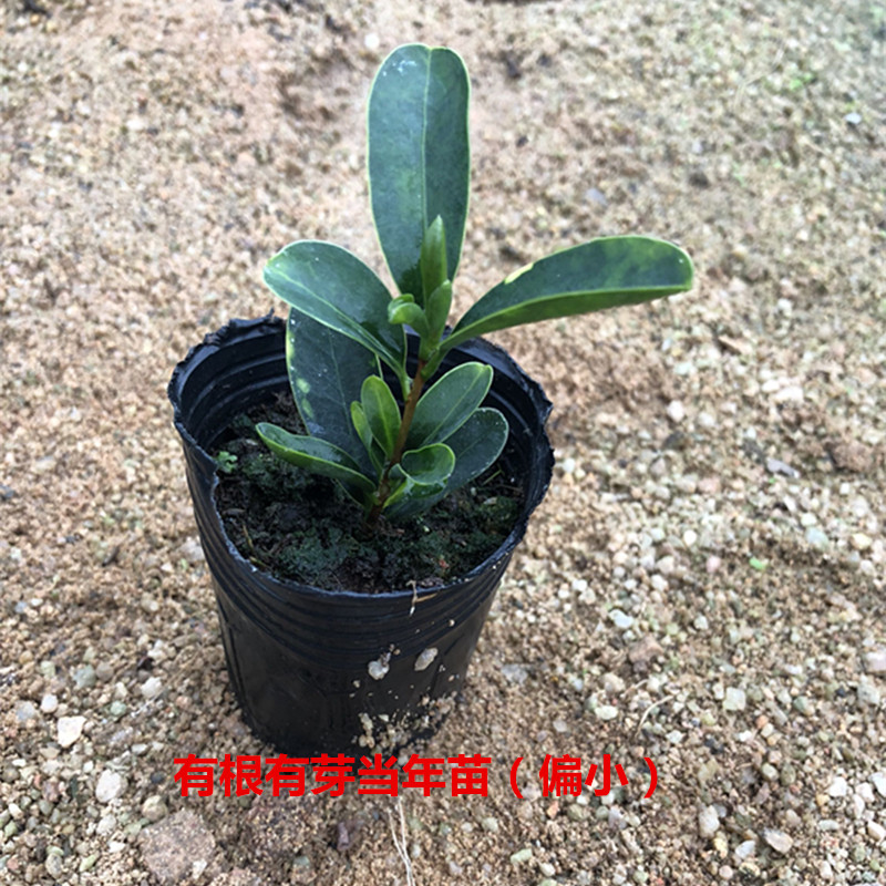 Four seasons cuckoo hongshan open unbeaten rhododendron camellia camellia seedlings flower pot camellia seedlings with buds shot bag in the mail