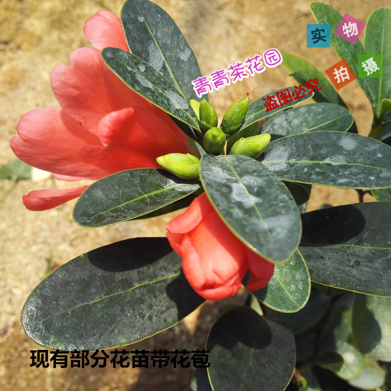 Four seasons cuckoo hongshan open unbeaten rhododendron camellia camellia seedlings flower pot camellia seedlings with buds shot bag in the mail