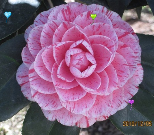 The color red camellia seedlings flower pot red Dan Dan variation in a year or two seedling origin direct sale promotion