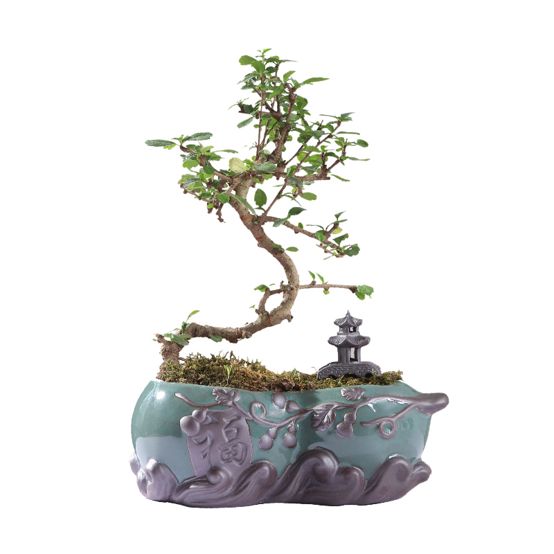 Chinese wind desktop asparagus pot pot ceramic creative move classic indoor money plant orchid art basin
