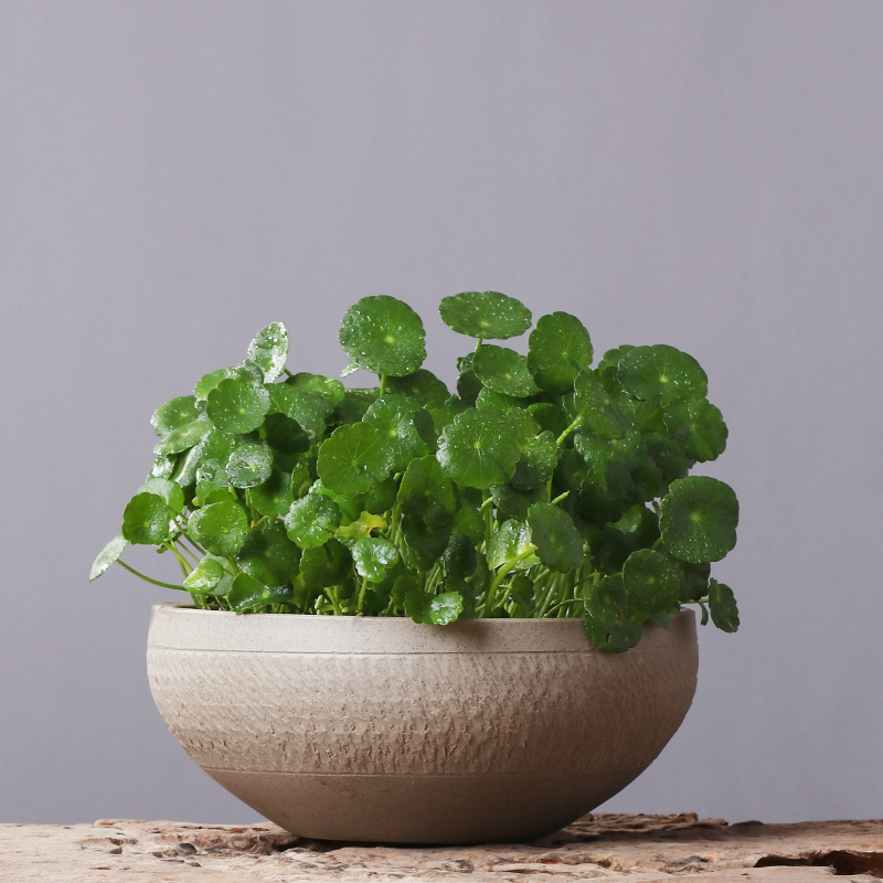 Ceramic hydroponic flower pot large creative vintage aquatic the plants indoor grass daffodils cooper money plant pot without holes