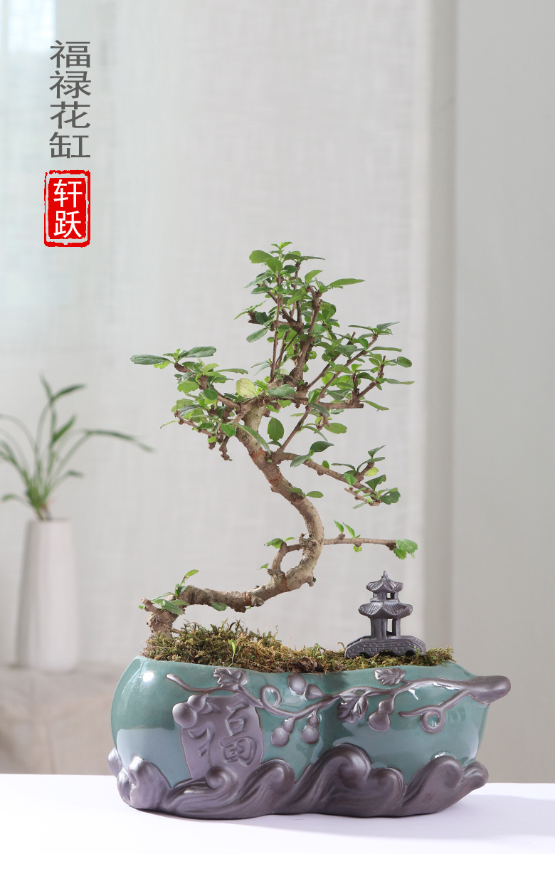 Chinese wind desktop asparagus pot pot ceramic creative move classic indoor money plant orchid art basin