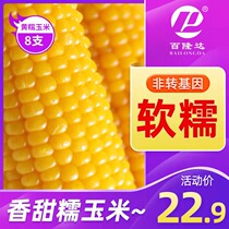 100 Longda Yellow Glutinous Corn Sticky non GMO sweet i.e. New Corn Stick Food Minus Vacuum Fresh Northeast Fatty Meal 8
