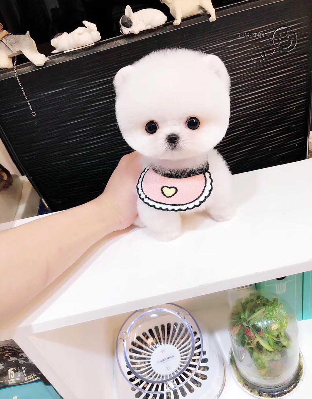Purebred Pomeranian Puppy White Shunsuke Teacup Dog Pet Dog Small Live