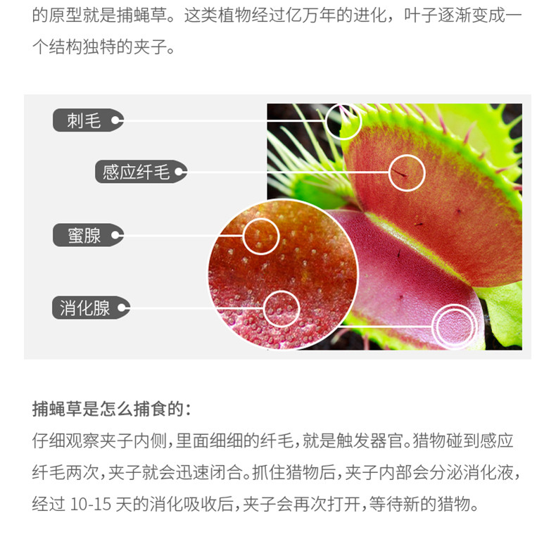насекомоядное растение 超大捕蝇草【食虫植物捕蚊草食虫草驱蚊草巨大夹子春夏季直立】