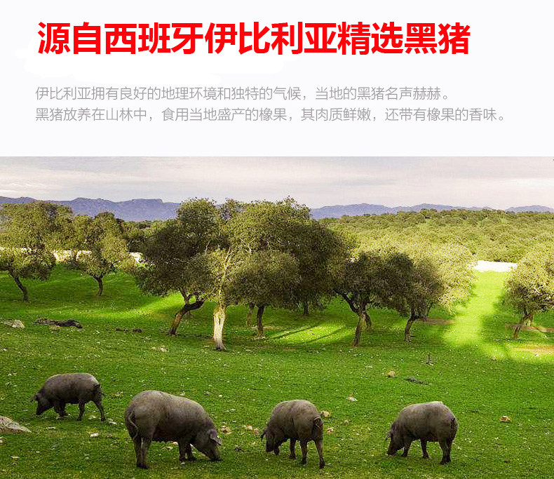 伊比利亚进口 黑猪小排 精肋排 2斤 图1