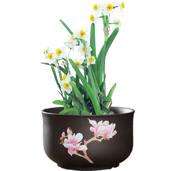 Water lily special purple sand water for raising narcissus in non-porous goldfish basin