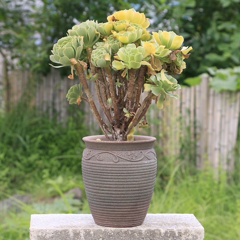 Fleshy flower pot through pockets tao old running of meat the plants more purple orchid ceramic POTS mage, extra large flower pot