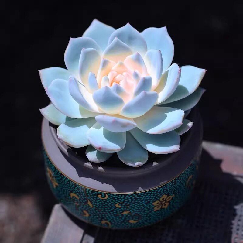 奥尔美种业