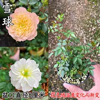 Список новых продуктов [снежный ком], посадка горшка с горшками