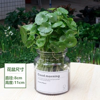 铜钱草+玻璃瓶B款