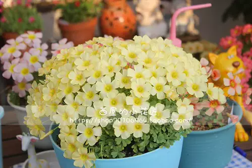 Spot ocalis obtusa абрикосовый кремовый миндальный кремовый кремовый посадка осень