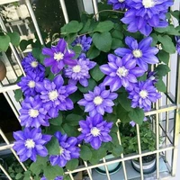 Зизиван [3 растения без удобрений], горшок в комплект не входит