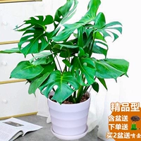 Бутик, полный 40-50 см высотой (4-5) открытая спина+раствор питательных веществ (исключая горшок)